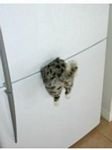 pic for Funny Cat In Fridge